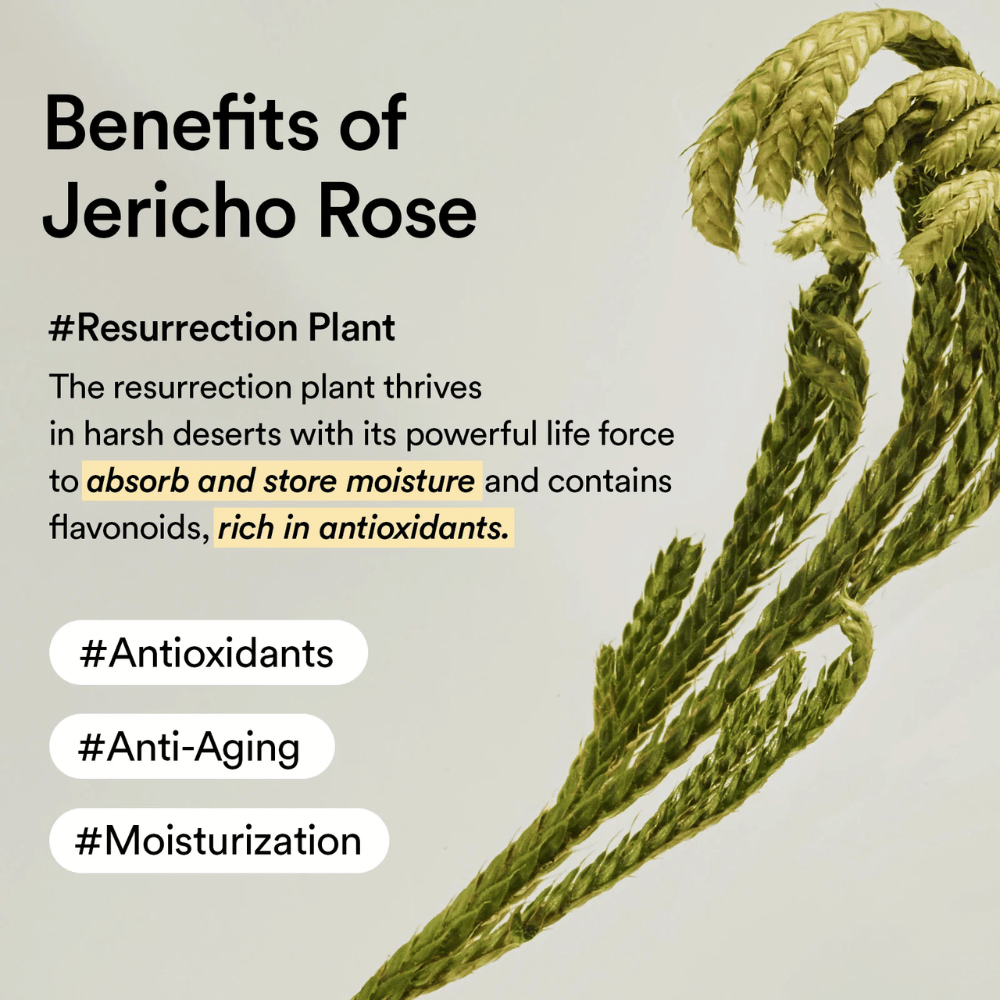 Jericho Rose-plant – een natuurlijke bron van antioxidanten en vocht. Helpt de huid elasticiteit te behouden en tekenen van veroudering te weerstaan.